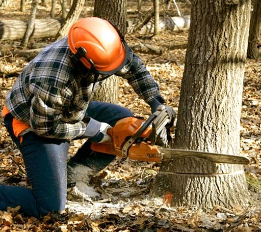 Tree Removal in Parker, PA